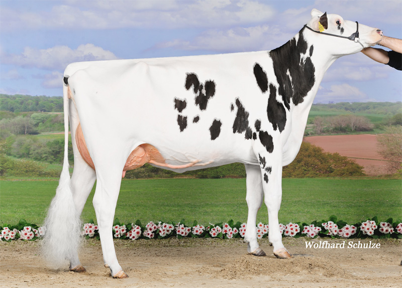 5th dam: <br />Cinderella VG-85