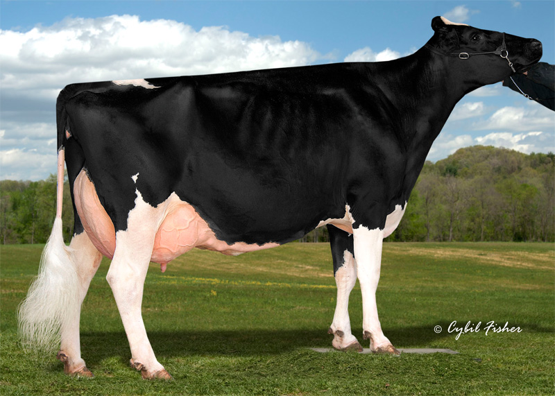 Great Granddam: <br />Windy-Knoll-View Pammy EX-95