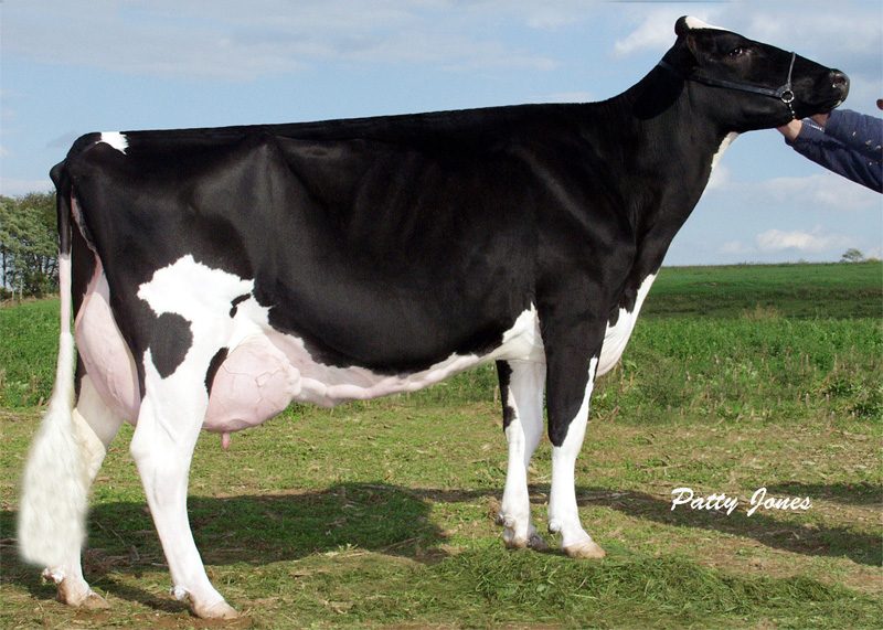 4th dam: <br />Windy-Knoll-View Promis EX-95