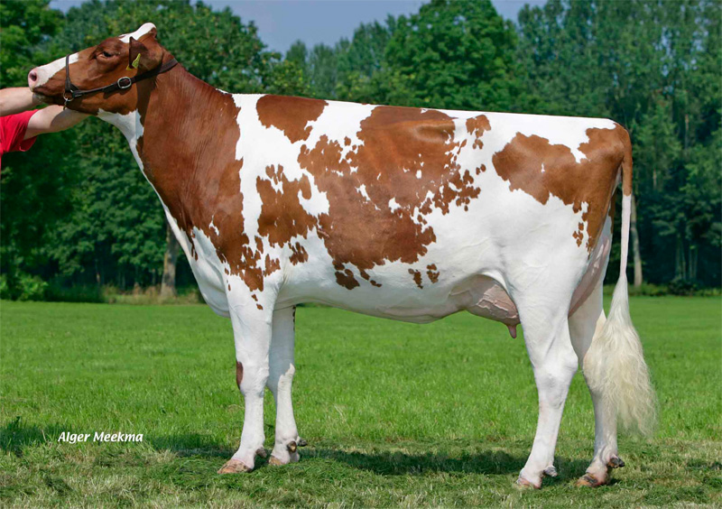 Great Granddam: <br />Candlelight P-Red VG-86
