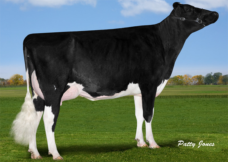 Granddam: <br />Freurehaven FGS Lucy VG-86