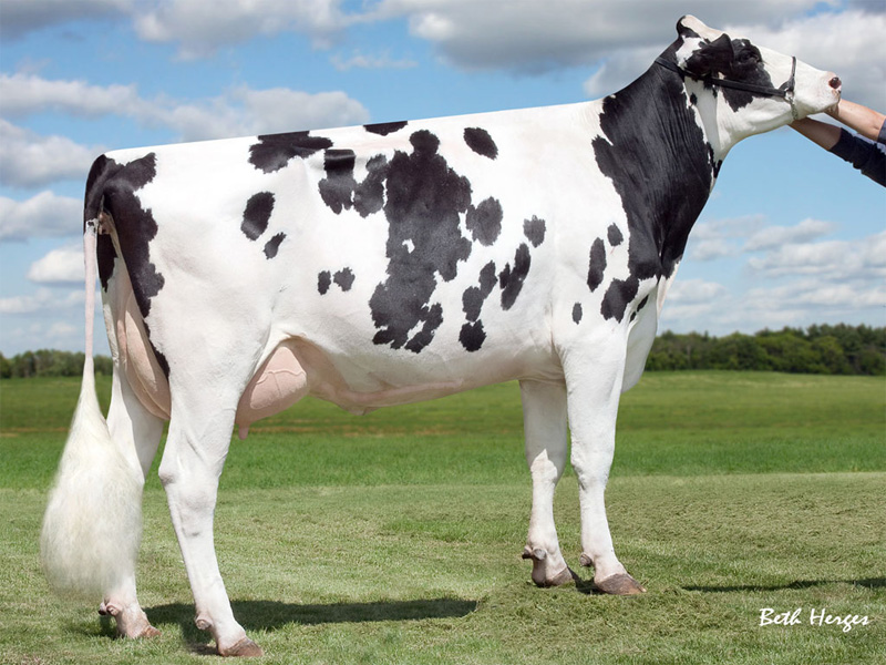 6th dam: <br />Sully Shottle May EX-91