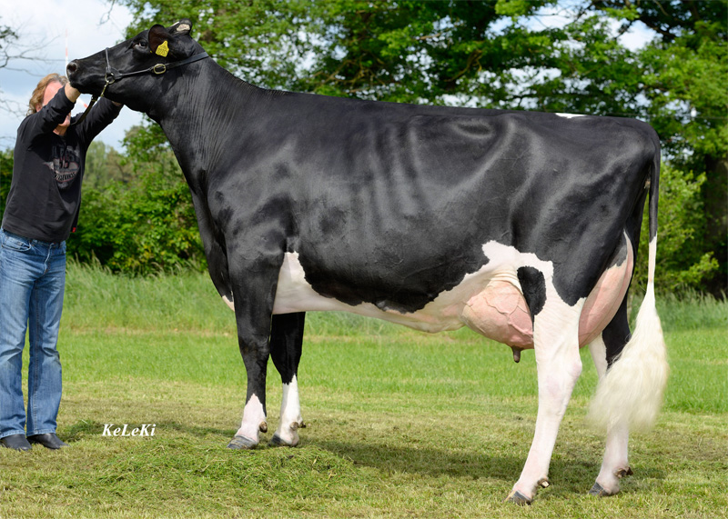 Great Granddam: <br />Own Gold Lucille VG-89