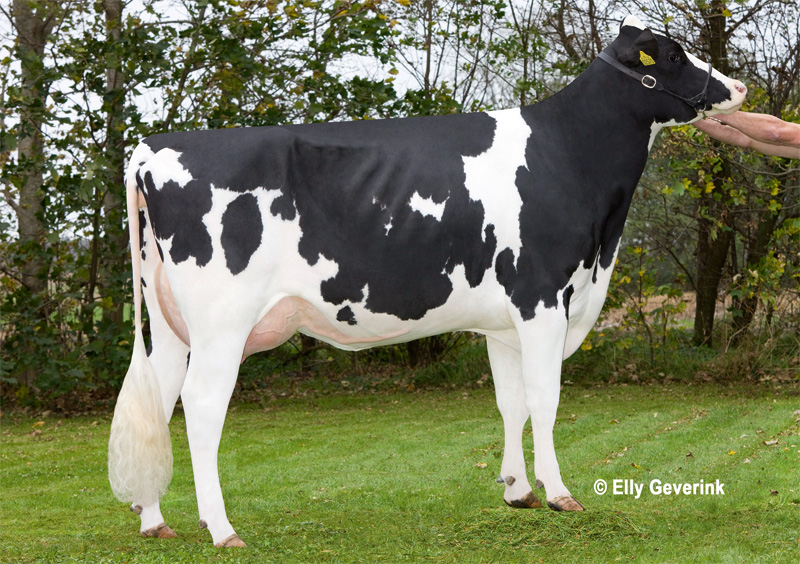 4th dam: <br />Norgard XY-ting Emerald Candee VG-88