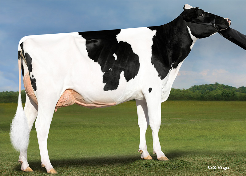 5th dam: <br />Regan-Danhof Jedi Cashmere VG-88