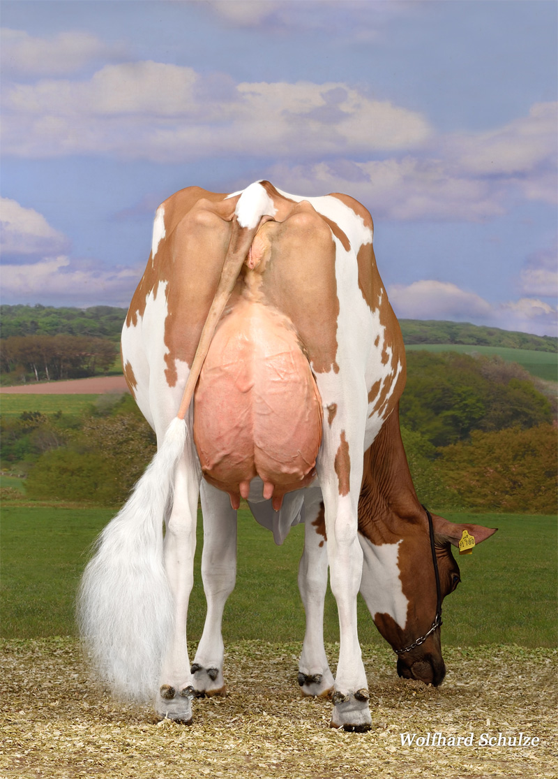 Dam: <br />MS Special Red EX-91