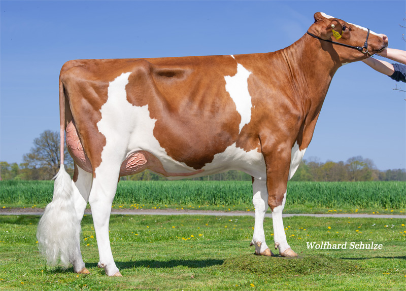 Halfsister to dam: <br />SQ Iris VG-85