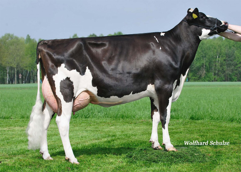 GM: Wendland Holsteins Jill