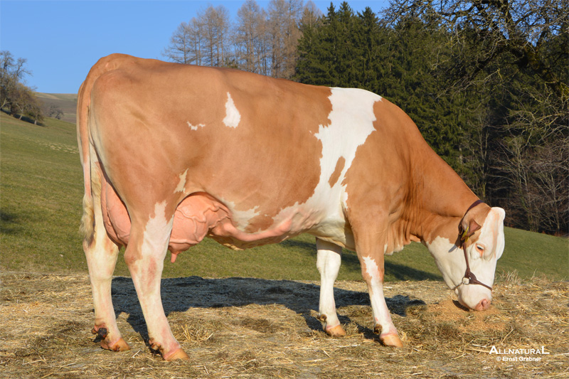 Dam: <br />Aronia Pp 3.La