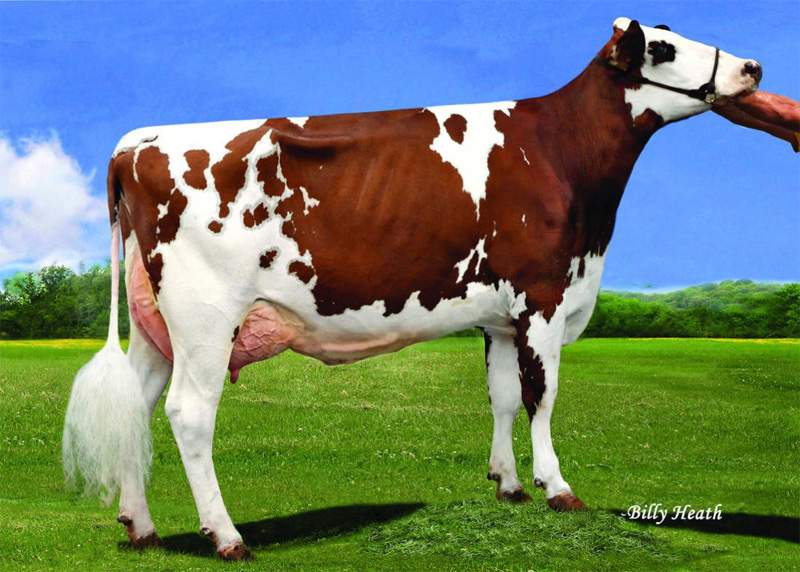 4th dam: <br />Mapel Wood Epic Giggle-Red EX-90