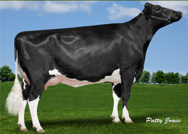 6th dam: <br />Aija Supersire Makea VG-86