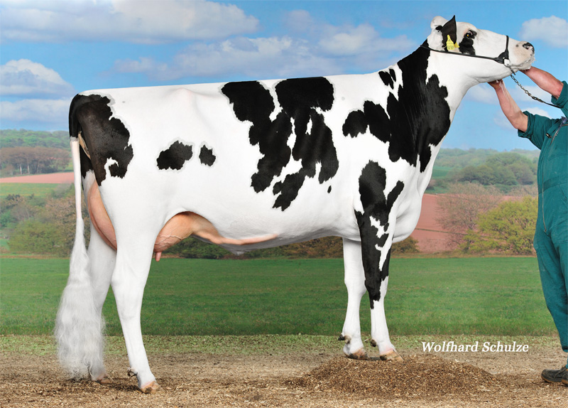 Great Granddam: <br />Airline VG-85