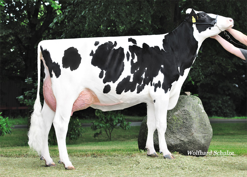 6th dam: <br />MOK Belly VG-87 6th dam: <br />MOK Belly VG-87