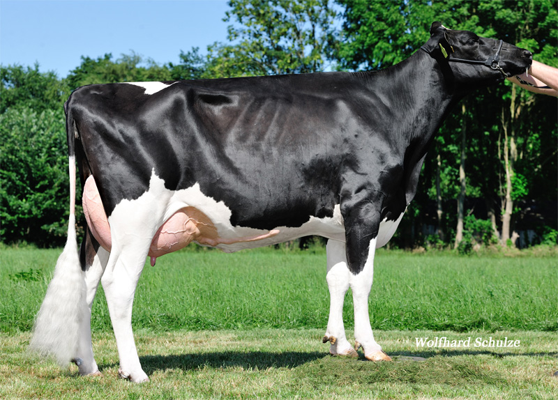 GM: Wendland Holsteins Jenny