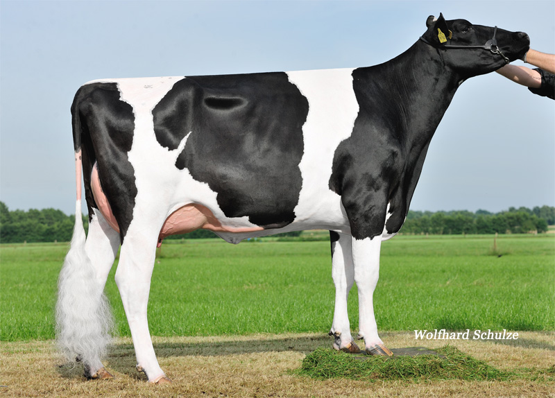 Marry VG-85