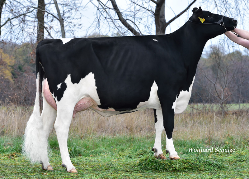 Great Granddam: <br />WEH Lucy VG-88