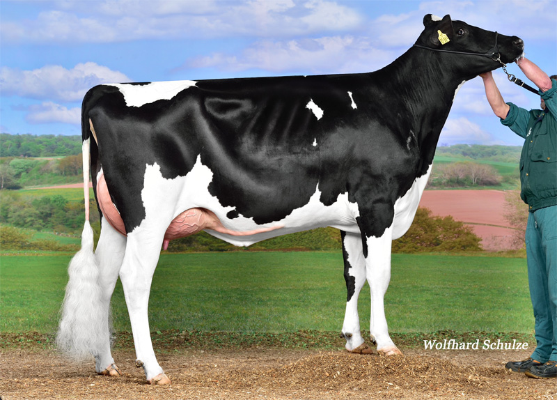 Fullsister to the dam: <br />WKM Lady VG-85