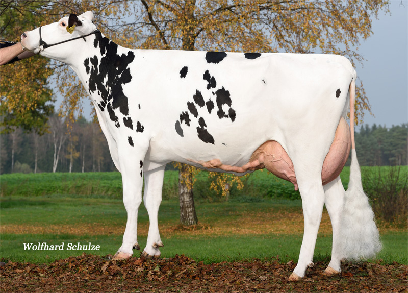 4th dam: <br />Canada VG-87