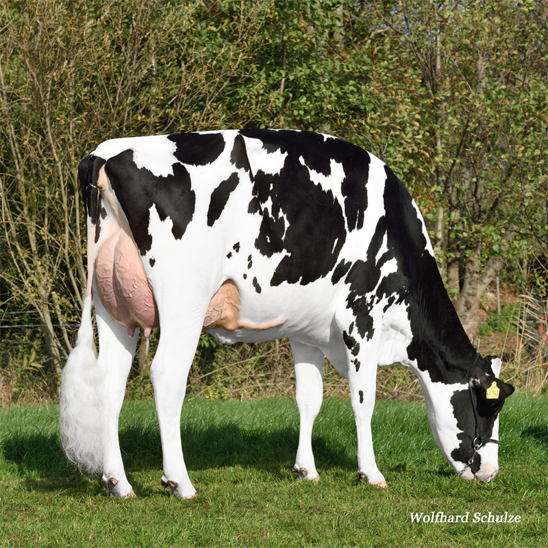 HHF Tequila VG-85