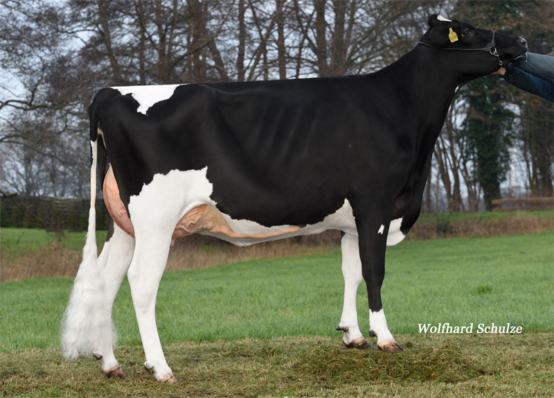 Great Granddam: <br />HMO Kora EX-90