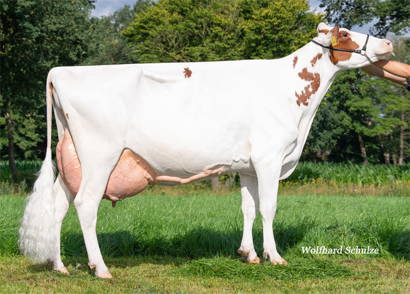 Great Granddam: <br />BAG Missy VG-86 Great Granddam: <br />BAG Missy VG-86