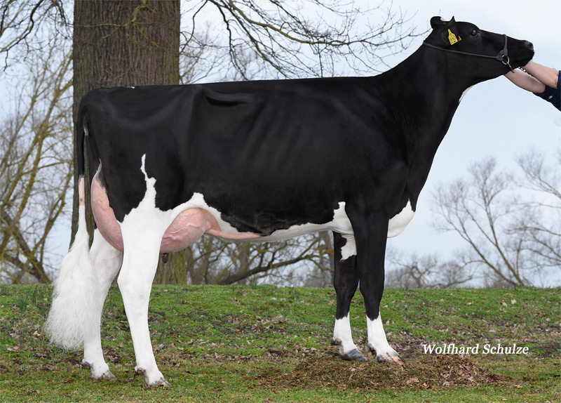 Fullsister to great granddam: <br />Ariane VG-87