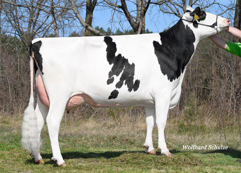 Great Granddam: <br />WEH Ballantines VG-88 Great Granddam: <br />WEH Ballantines VG-88