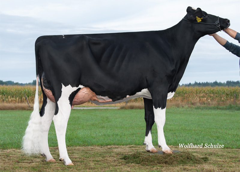 Daughter: <br />SHo Beauty VG-86