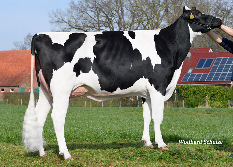 Granddam: <br />Inferno VG-86