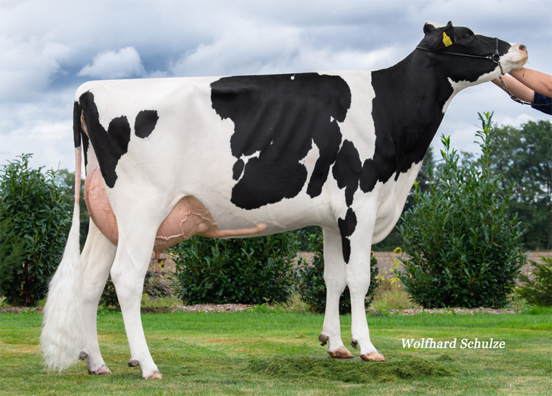 Granddam: <br />Juna VG-85
