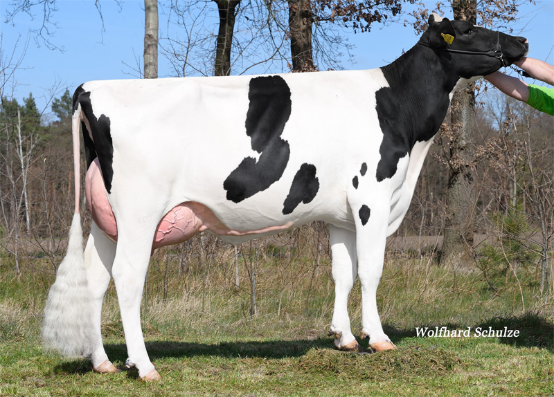 Great Granddam: <br />WEH Madonna VG-88