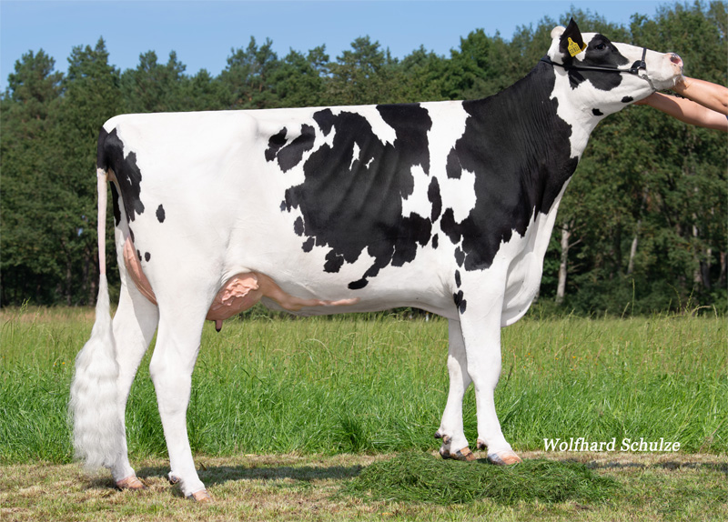Granddam: <br />WEH Ballona VG-87 Granddam: <br />WEH Ballona VG-87