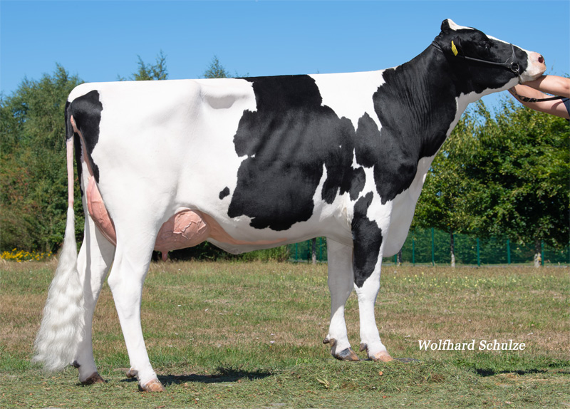Great Granddam: <br />EHL Js Ronja VG-85