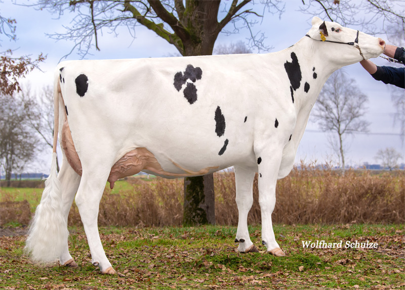 Granddam: <br />Pina GP-84