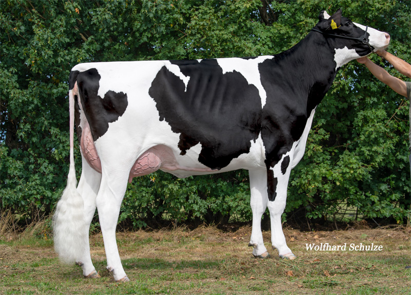 Granddam: <br />Iske VG-86 1. La
