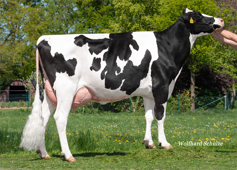 Granddam: <br />HzH Naturally GP-84