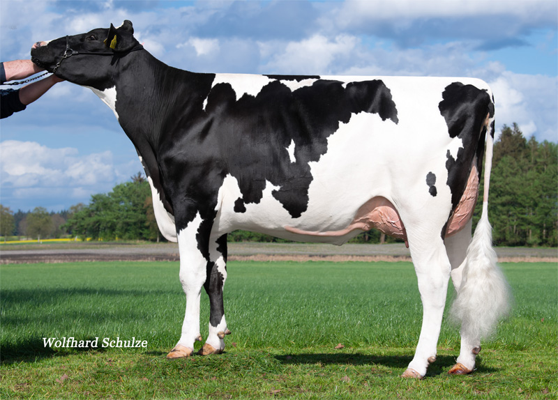 Granddam: <br />DW Pandora VG-87