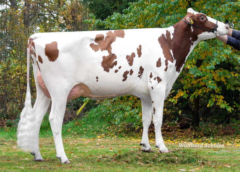 Granddam: <br />WHC Way-Red VG-88