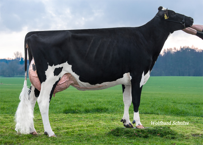 Dam: <br />Lady Gina VG-85