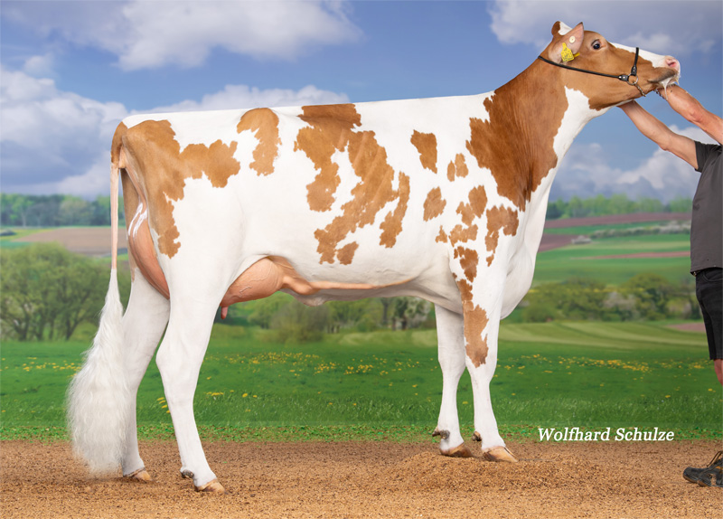 Fullsister to dam: <br />WMH Ava Red GP-83