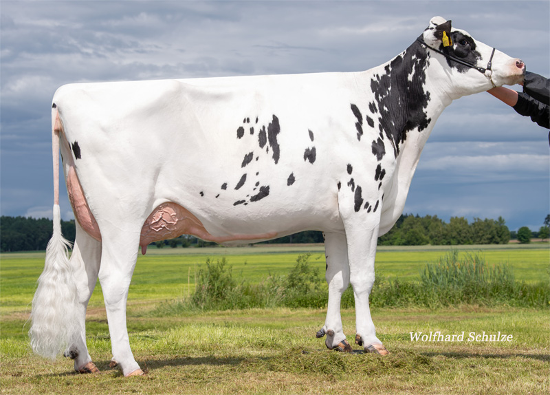 Dam: <br />SherryLady VG-85