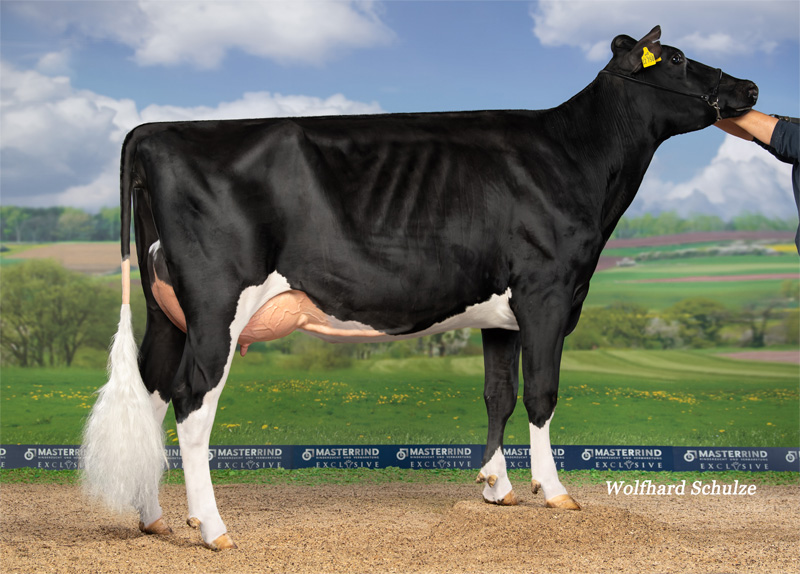 Dam: <br />Lotusblume GP-84 1.La