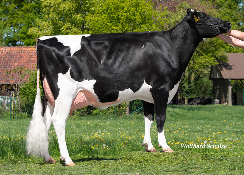 Dam: <br />HzH Nasty GP-84