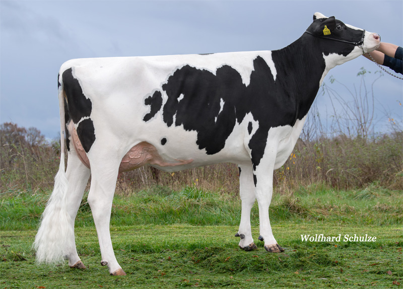 Dam: <br />Cornimade GP-83