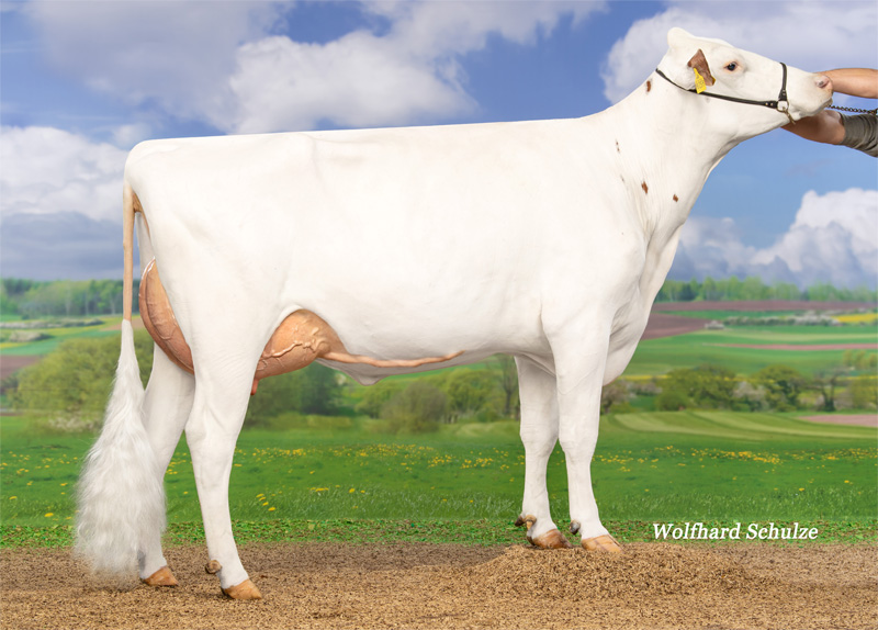 Dam: <br />EHL Schnee VG-85 Dam: <br />EHL Schnee VG-85