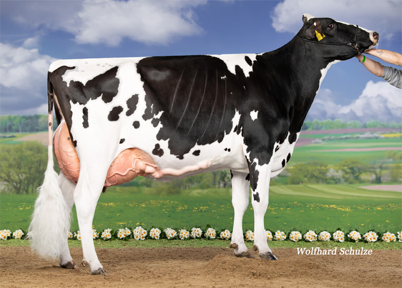 HDH Bellis EX-90 3.La