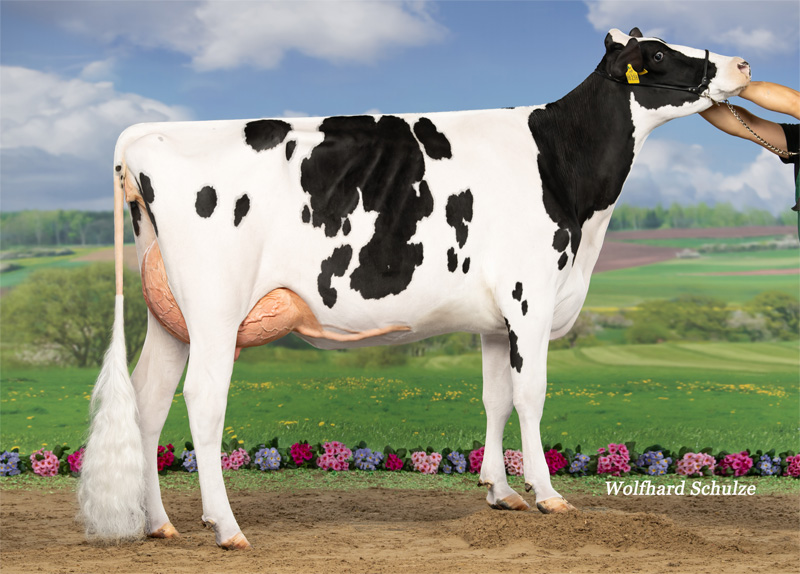 Palina VG-85 1.La Palina VG-85 1.La