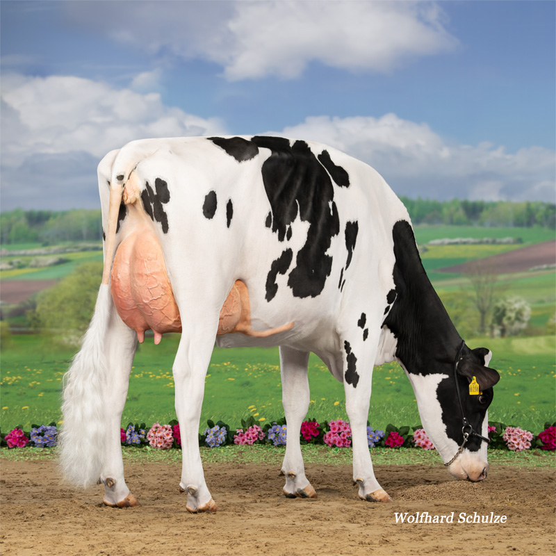 Palina VG-85 1.La Palina VG-85 1.La