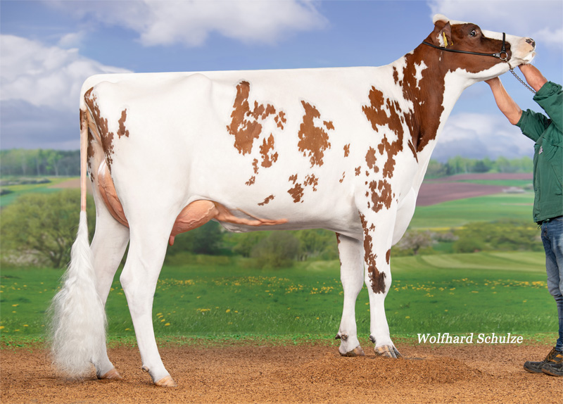 Granddam: <br />Js Relevat VG-85