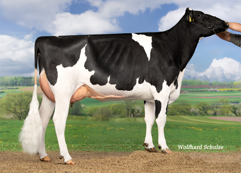 Granddam: <br />Geiles Gerät VG-85
